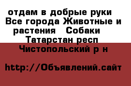 отдам в добрые руки - Все города Животные и растения » Собаки   . Татарстан респ.,Чистопольский р-н